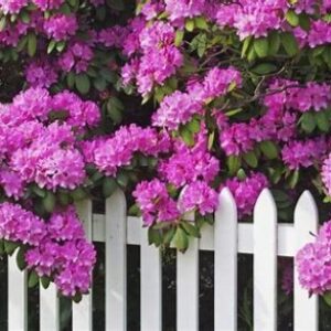 Profile photo of Aram Alkhouli