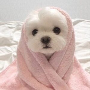 Profile photo of Aya Mounir