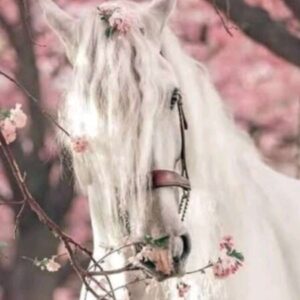 Profile photo of Sabryn Sabryn